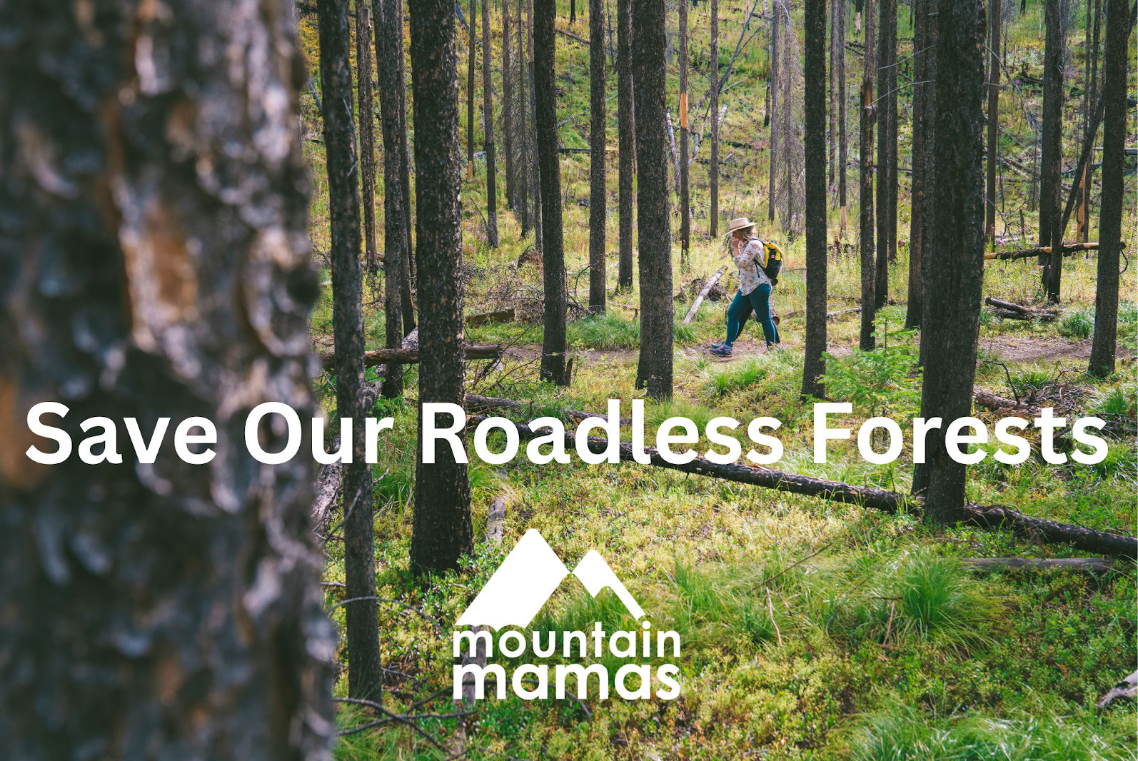save our roadless forests